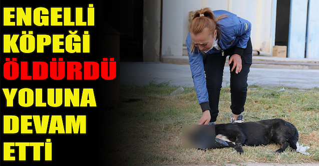 Engelli köpeği öldürdü, yoluna devam etti