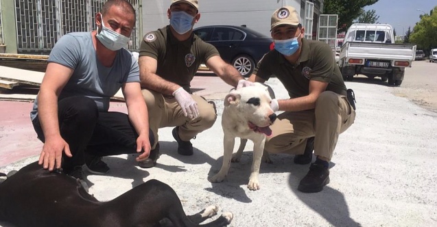 Köpek hırsızlığı yaptığı iddia edilen kişiler gözaltına alındı
