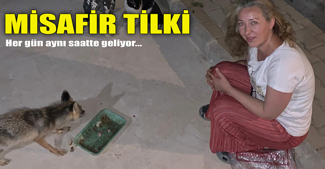 Misafir tilki: Her gün aynı saatte geliyor