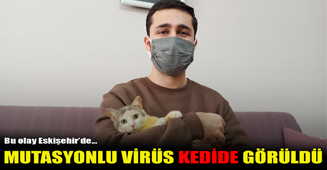Eskişehir'de mutasyonlu virüs kedide görüldü