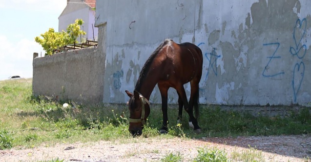 Başıboş gezen atlar kazaya davetiye çıkartıyor
