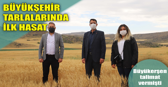Büyükşehir tarlalarında ilk hasat