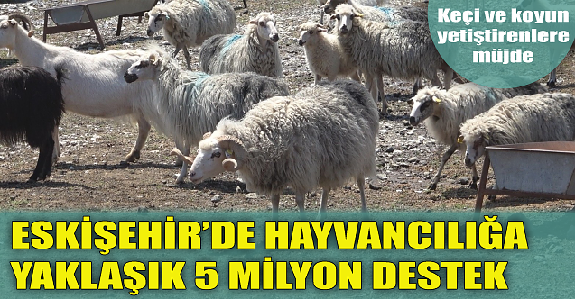 Eskişehir'de hayvancılığa yaklaşık 5 milyonluk destek!