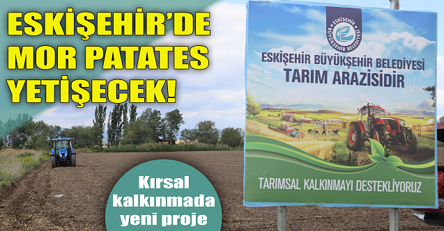 Eskişehir'de mor patates yetişecek