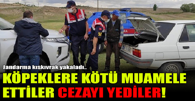 Köpeklere kötü muamele ettiler, cezayı yediler!