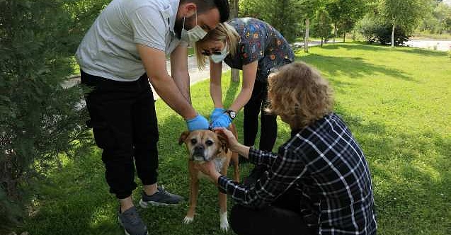 Odunpazarı köpekleri aşılıyor