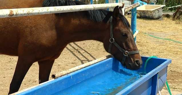 Türkiye'nin en iyi atları Mahmudiye'de yetişiyor