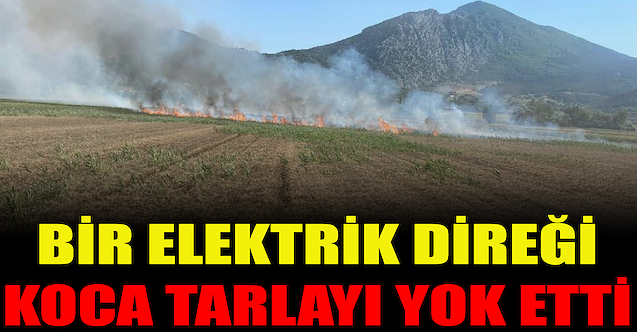 Bir elektrik direği koca tarlayı yok etti