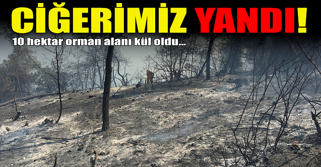 Ciğerimiz yandı!