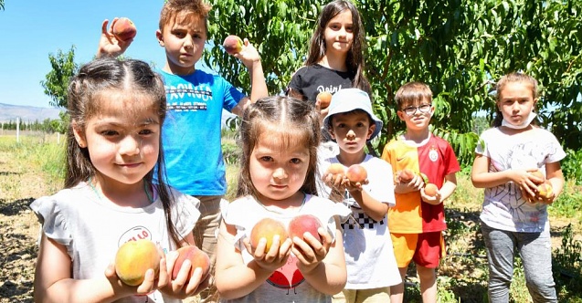 Çocuklar 6 yıl önce diktiklerini şimdi topluyorlar