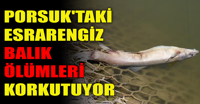 Porsuk'taki esrarengiz balık ölümleri korkutuyor