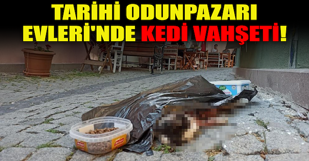 Tarihi Odunpazarı Evleri'nde kedi vahşeti!