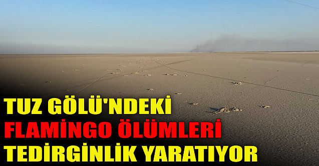 Tuz Gölü'ndeki Flamingo ölümleri tedirginlik yaratıyor