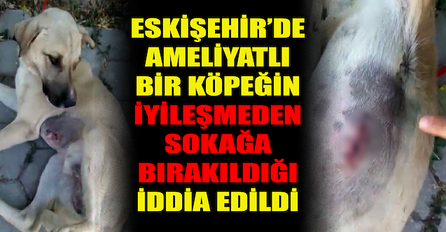 Eskişehir'de bir köpek dikişli halde sokakta bulundu