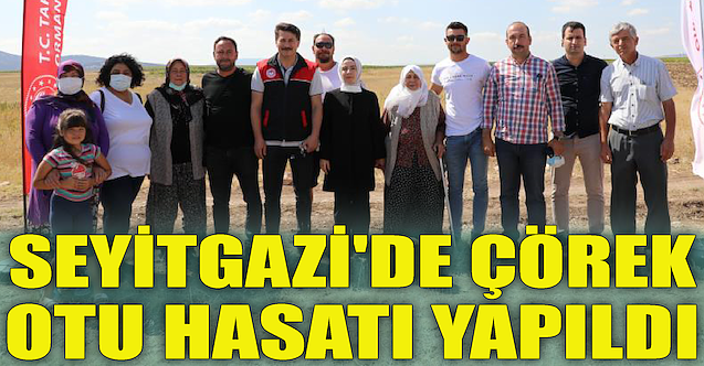 Seyitgazi'de çörek otu hasatı yapıldı