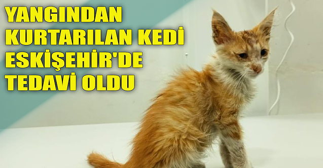 Yangından kurtarılan kedi Eskişehir'de tedavi oldu