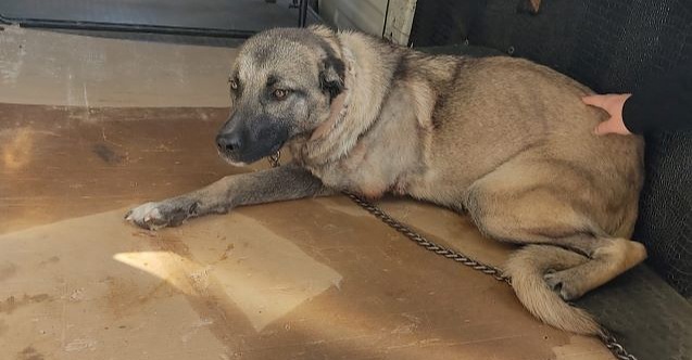 Eskişehir'de ölüme terk edilen köpekler kurtarıldı