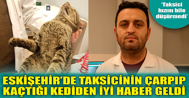 Eskişehir'de taksicinin çarpıp kaçtığı kediden iyi haber!