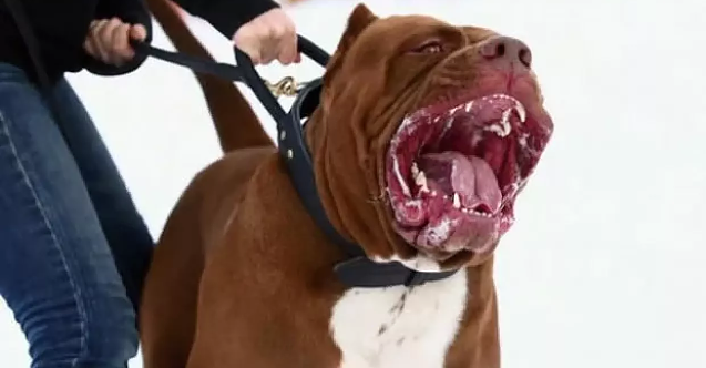 Odunpazarı Belediyesi'nden 'tehlikeli köpek' uyarısı!