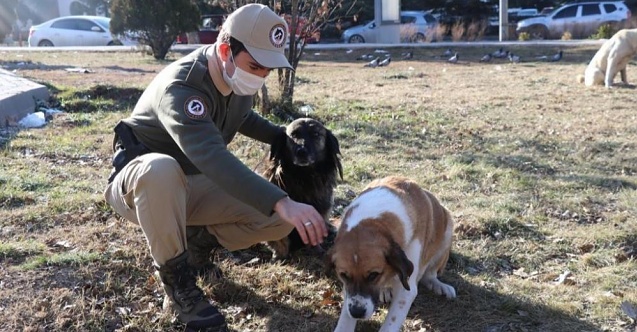 Polis soğuk havalarda hayvanların yanında