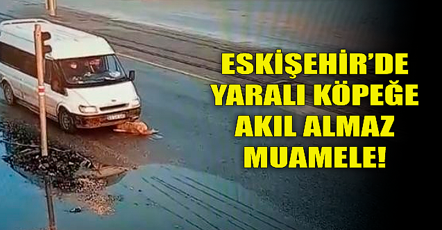 Eskişehir'de yaralı köpeğe akıl almaz muamele!