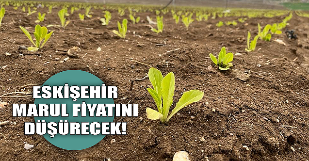 Eskişehir marul fiyatını düşürecek!