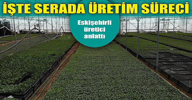İşte serada üretim süreci! Eskişehirli üretici anlattı