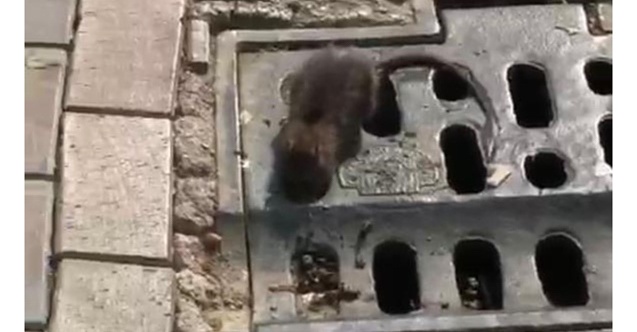 Hamamyolu caddesinde fare krizi
