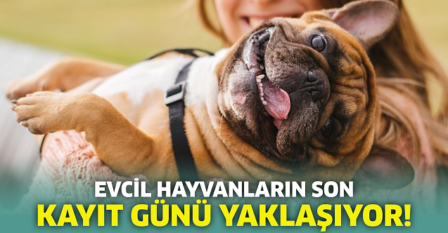 Evcil hayvanların son kayıt günü yaklaşıyor!