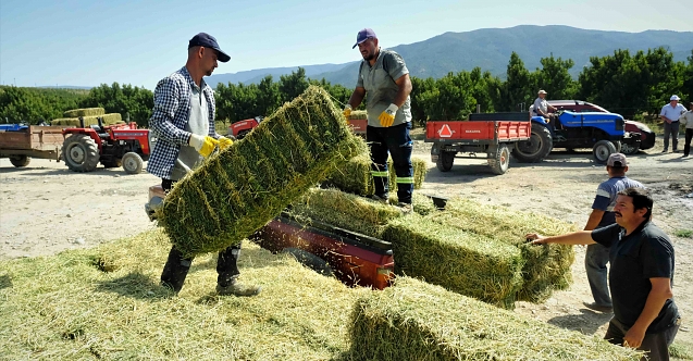 Hayvan üreticilerine yonca balyası Büyükşehir'den