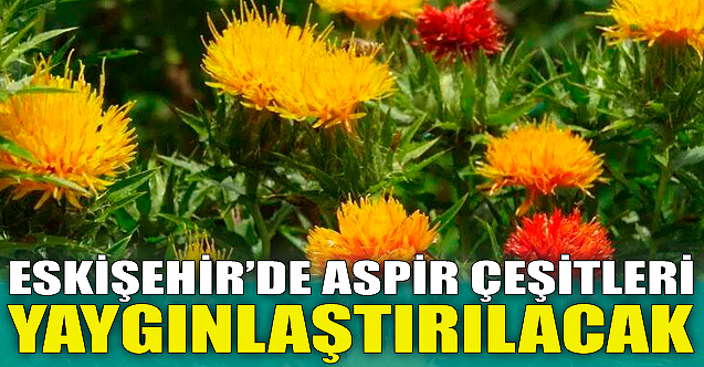 Eskişehir'de aspir çeşitleri yaygınlaştırılacak!