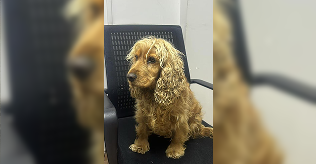 Çalınan köpek için harekete geçen polis iki şüpheliyi yakaladı