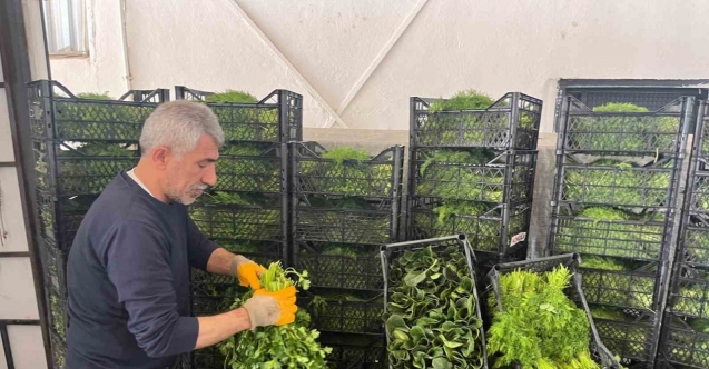 Enflasyonda düşüşe ’yeşillik’ desteği