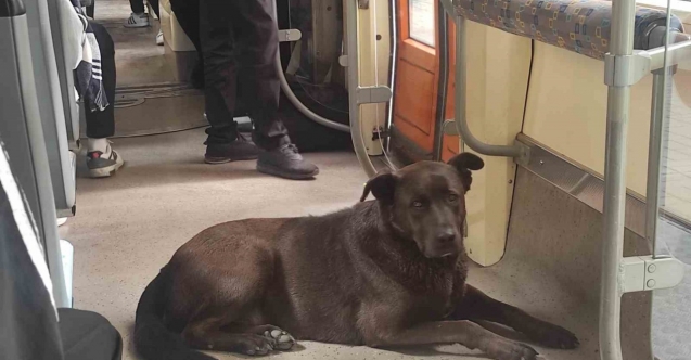 Köpeğin tramvayla seyahati ilgi çekti