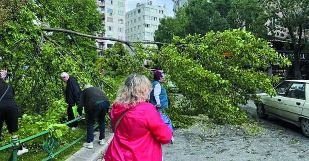 Kızılcıklı da devrilen ağaç yolu kapattı