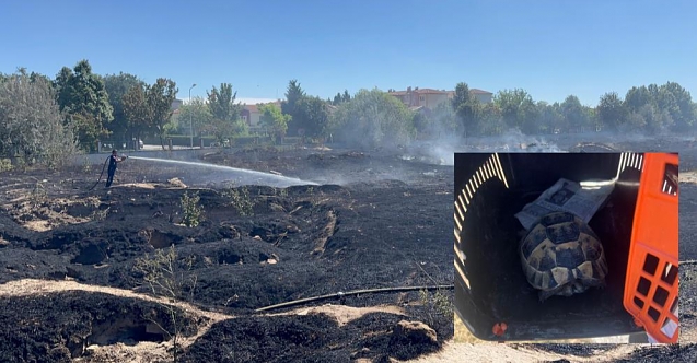 3 kaplumbağa tedavi altına alındı