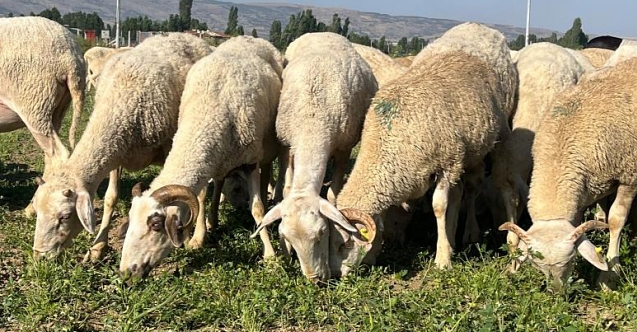 Maydanoz tarlasında koyunlar otluyor
