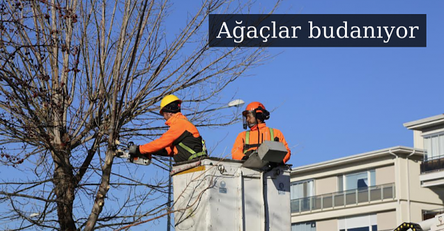 Büyükşehir’den ağaçlara kış bakımı