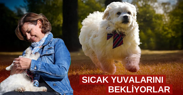 Başkanı Ünlüce barınaktan köpek sahiplendi