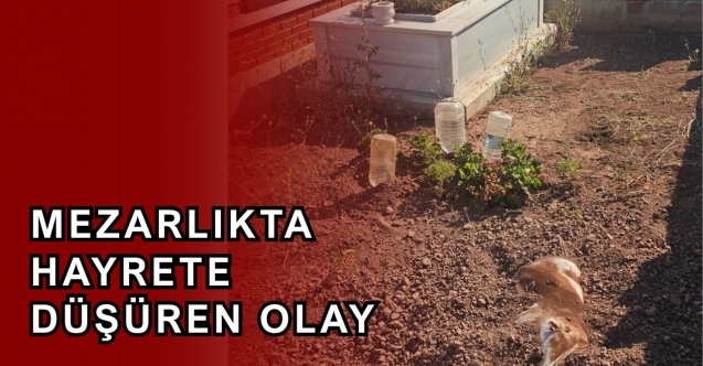 Mezarlık ziyaretinde şok eden manzara