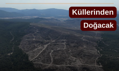 Kül olan orman yeşertilecek