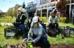 Tepebaşı Çiçeklerle Donatıldı