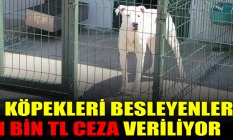 O köpekleri besleyenlere 11 bin TL ceza!