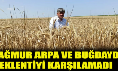 Yağmur arpa ve buğdayda beklentiyi karşılamadı