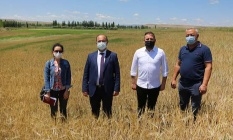 Büyükşehir'in tarlalarında ürünler yetişiyor