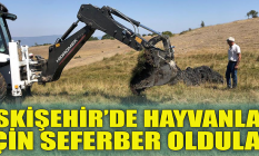 Eskişehir'de hayvanlar için seferber oldular