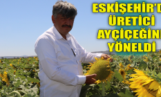 Eskişehir'de üretici ayçiçeğine yöneldi
