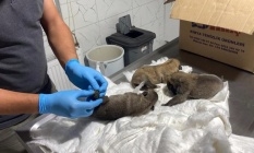 Eskişehir'de yavruları çuvalda ölüme terkettiler