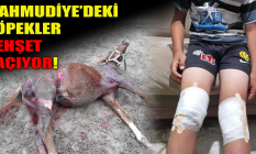 Mahmudiye'deki köpekler dehşet saçıyor