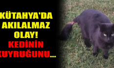 Kütahya'da akılalmaz olay: Kedinin kuyruğunu...